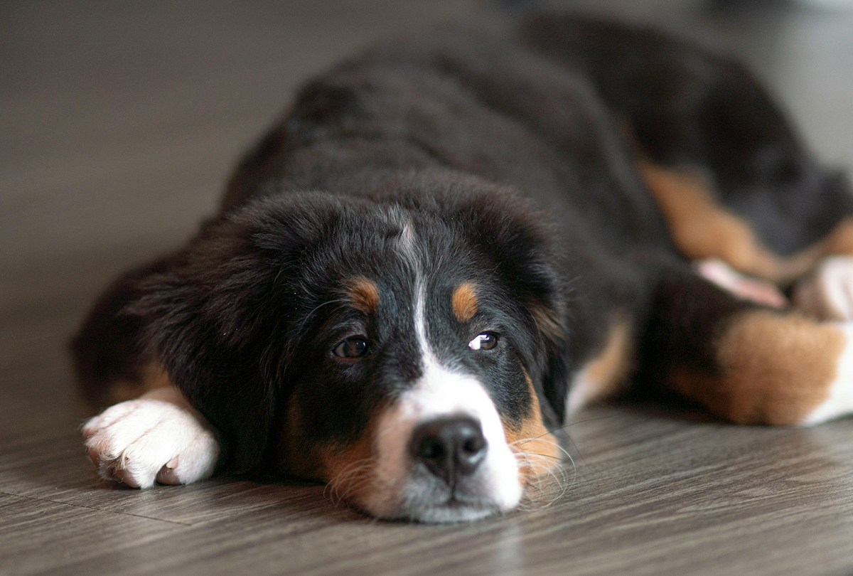 Bernese